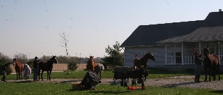 Grooming the mounts